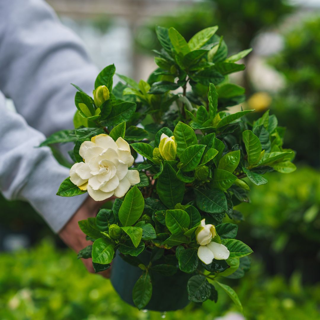Gardenia Bush – 6″ Pot